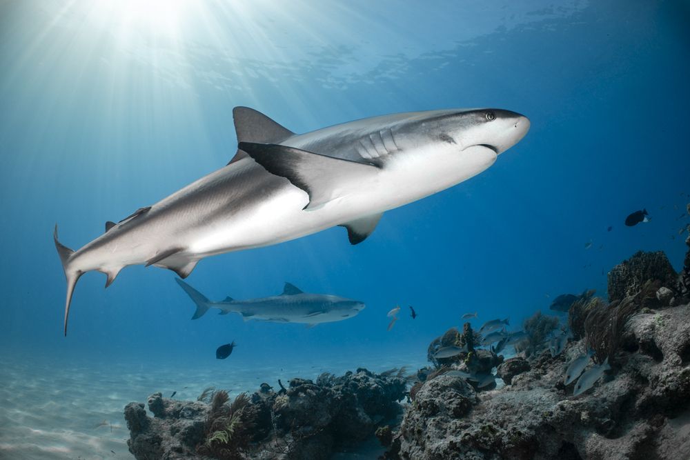 Photograph by Fabi Fregonesi