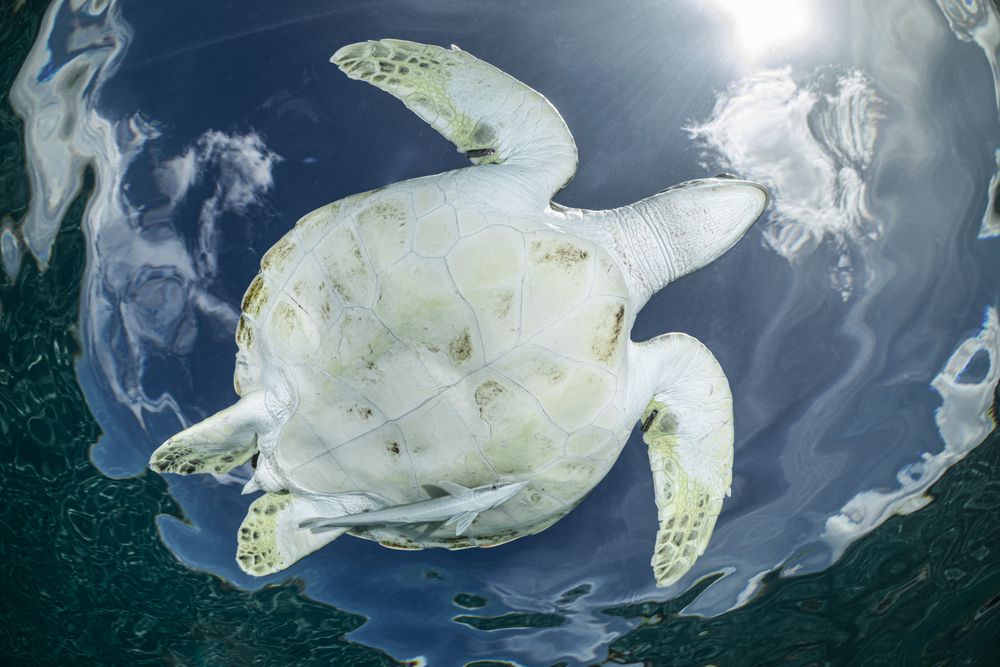 Photograph by Fabi Fregonesi