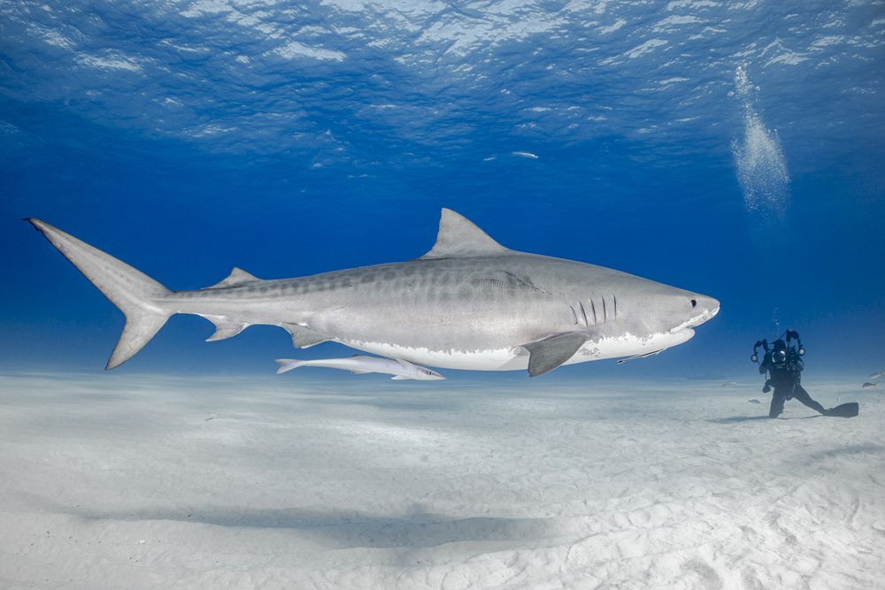 Photograph by Fabi Fregonesi