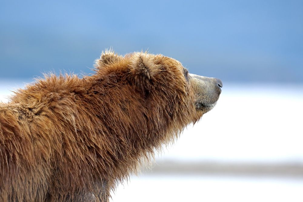 Photograph by Голубков Леонид