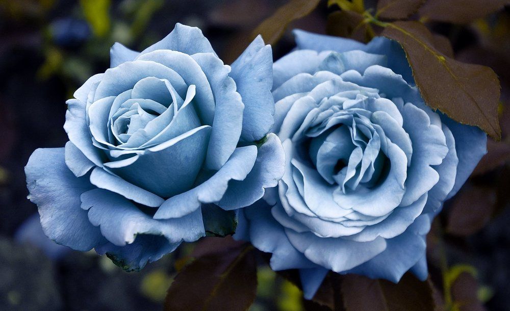 Фотография автора Мелащенко Катя