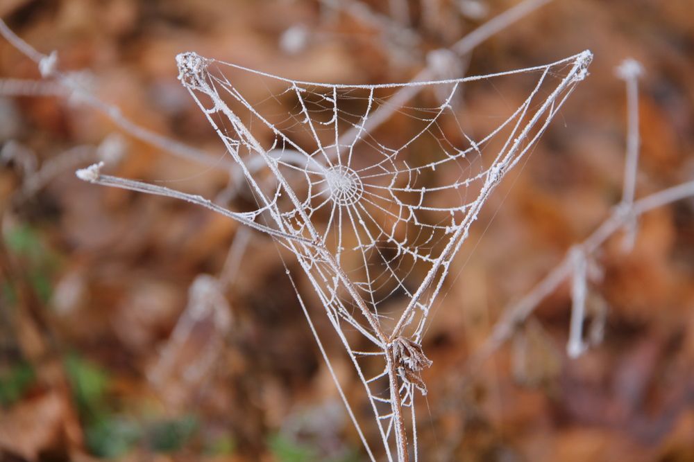 Photograph by Алфия Бугакова