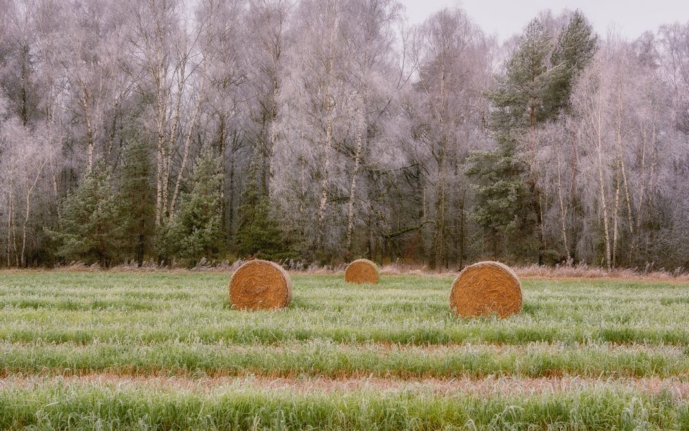 Фотография автора Сергей Дишук