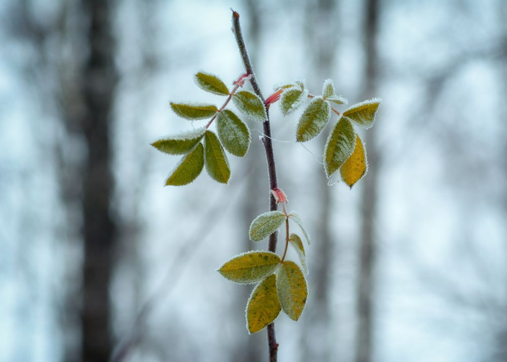 Фотография автора Сергей Дишук