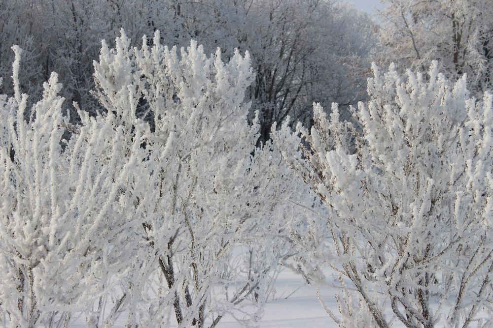 Фотография автора Светлана Шубина