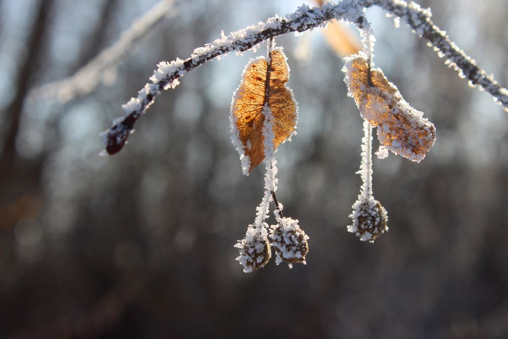 Фотография автора Светлана Шубина
