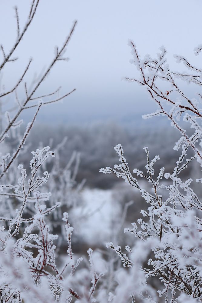 Photograph by Елена Анучина