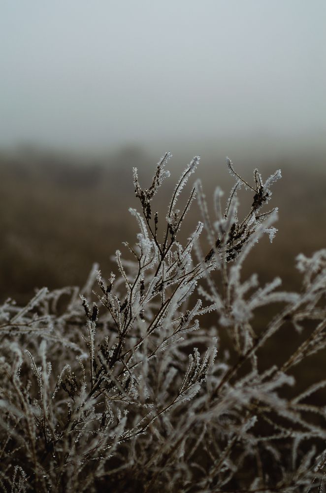 В поле перед зимой