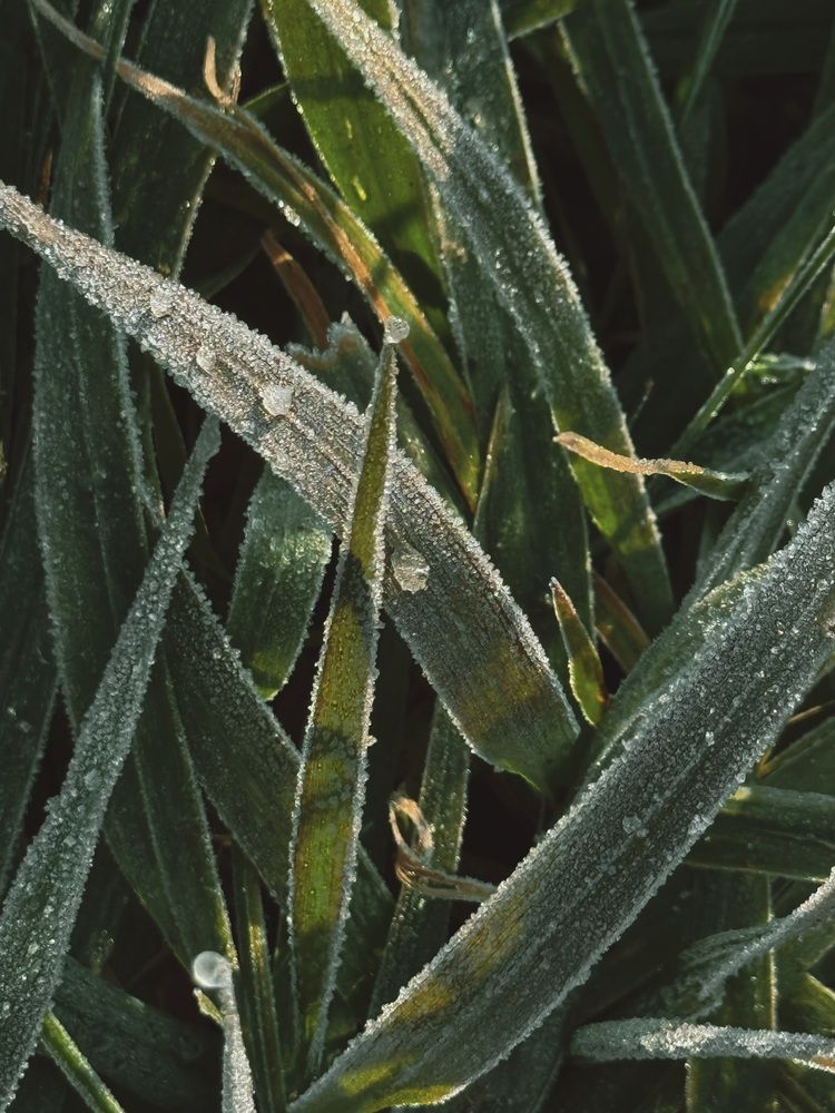 Photograph by Елена Меньшикова