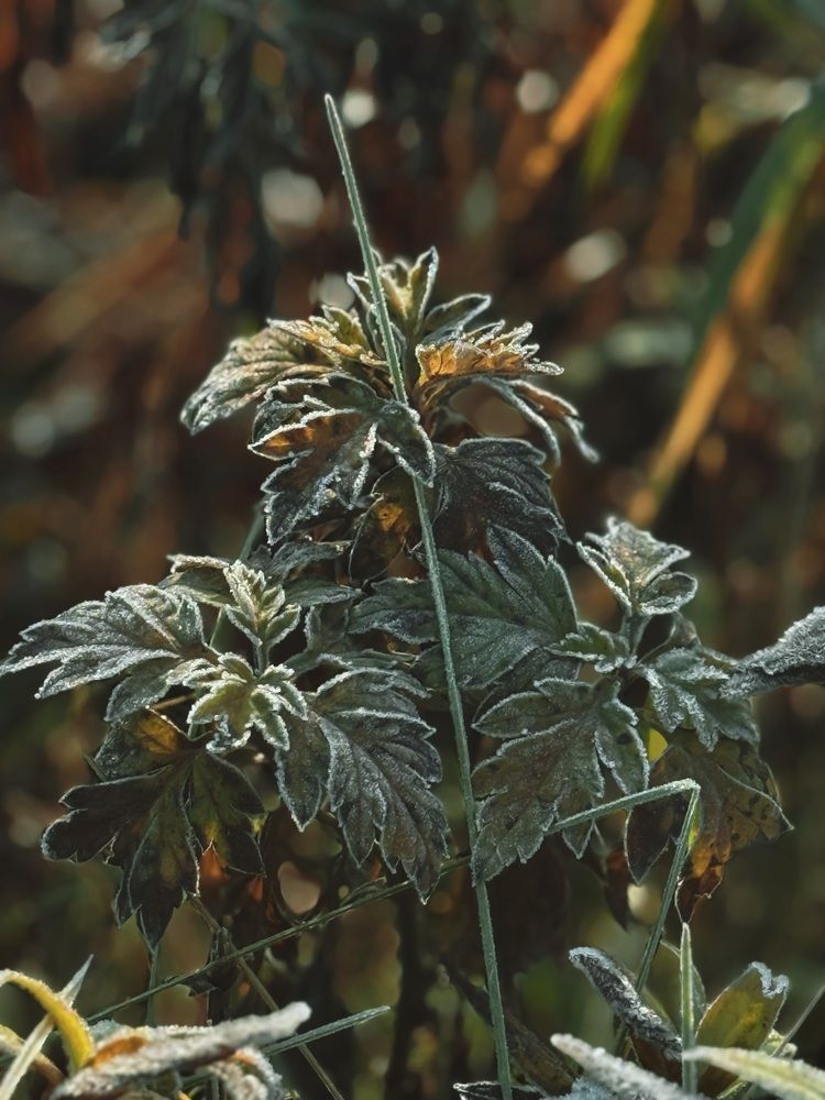 Photograph by Елена Меньшикова