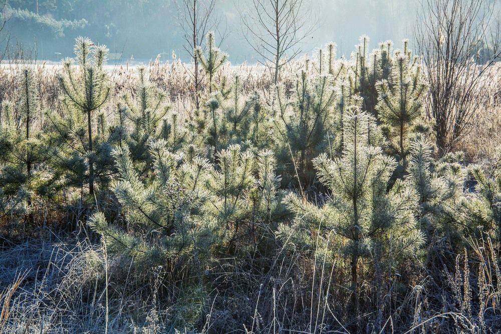 Photograph by Елена