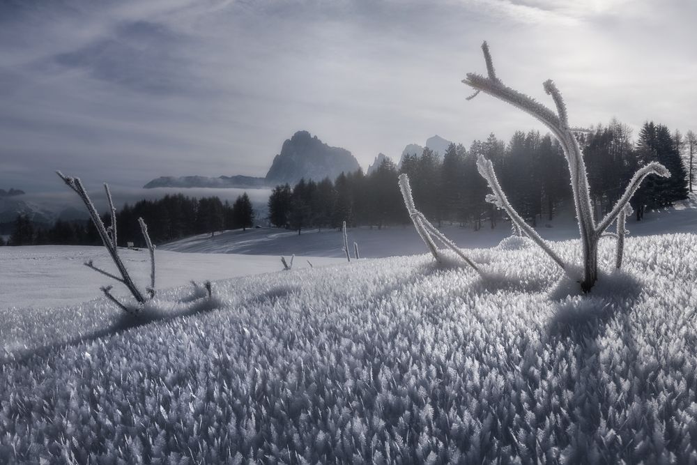 Photograph by Andrea Curzi