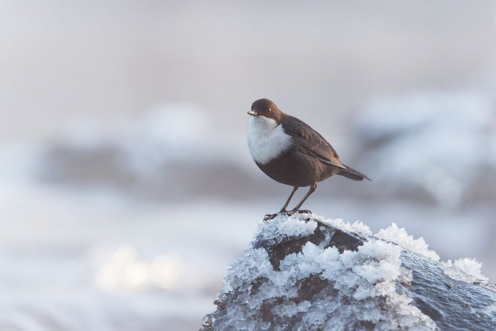 Photograph by Jørgen Hovde