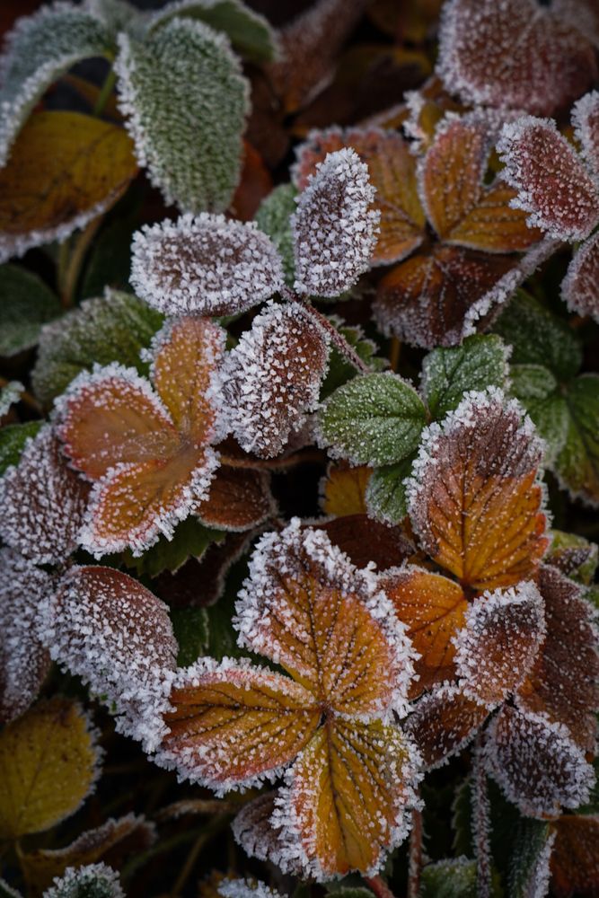 Листья в инее