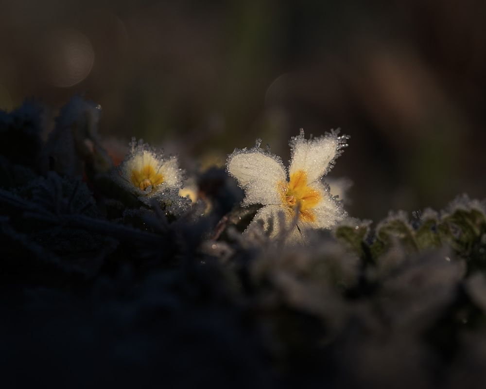 Photograph by LYUDMYLA POKRYSHEN