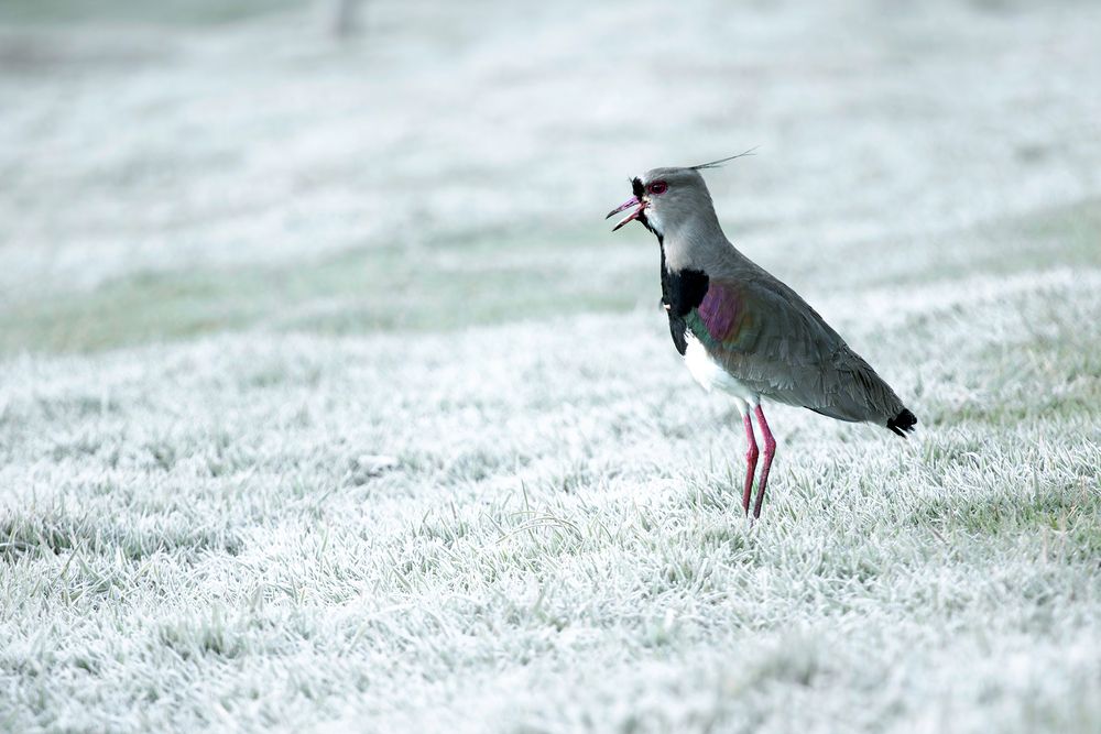 Photograph by Valdir Hobus