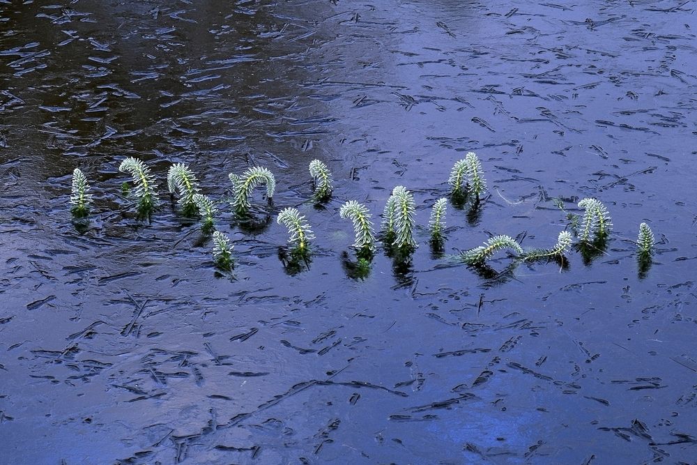 Photograph by Дьяченко Игорь