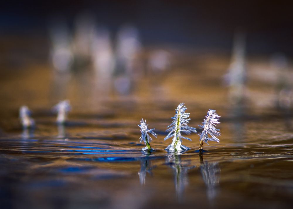 Photograph by Mark Devender