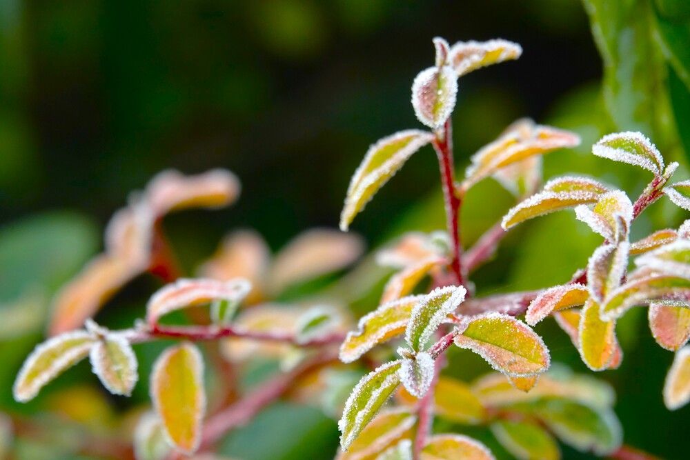 Photograph by jelena konickaja