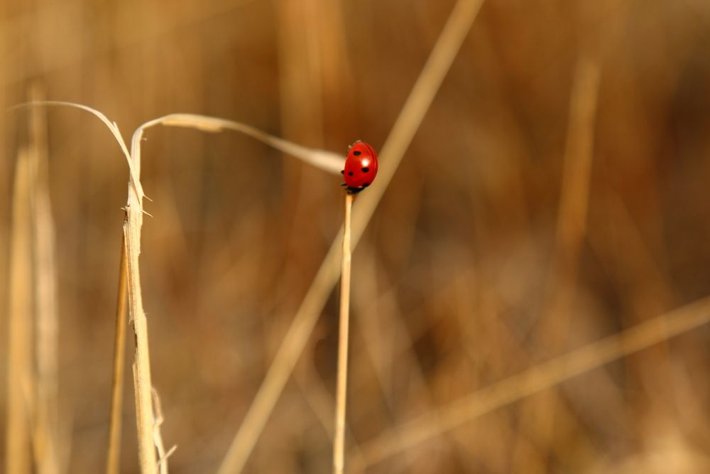 Photograph by Сергей Кульков