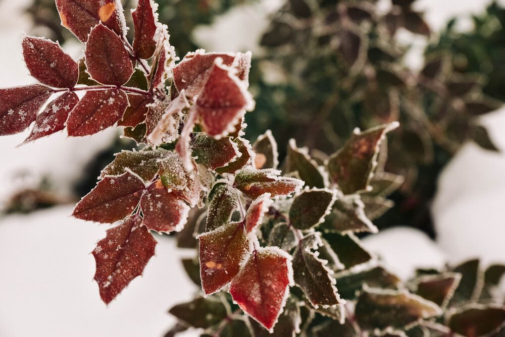 Photograph by Dmitriy Sotnikov