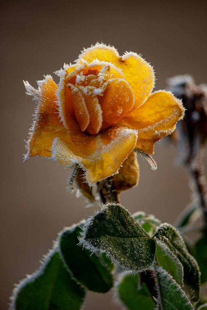 Photograph by Gabi Iurea