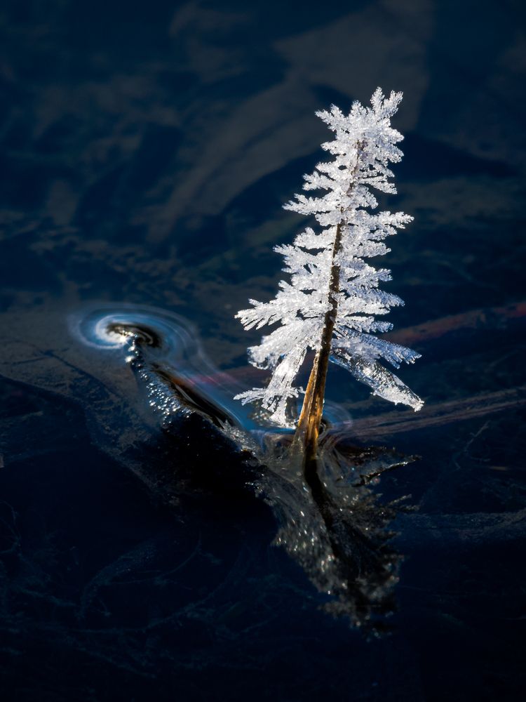 Photograph by Mark Devender