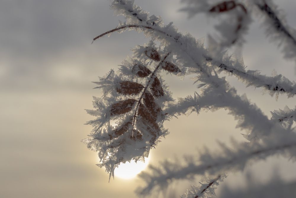 Иней на рябине