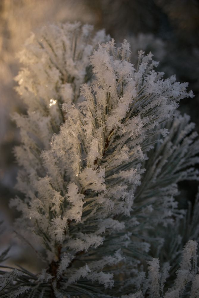 Photograph by Анна Панова