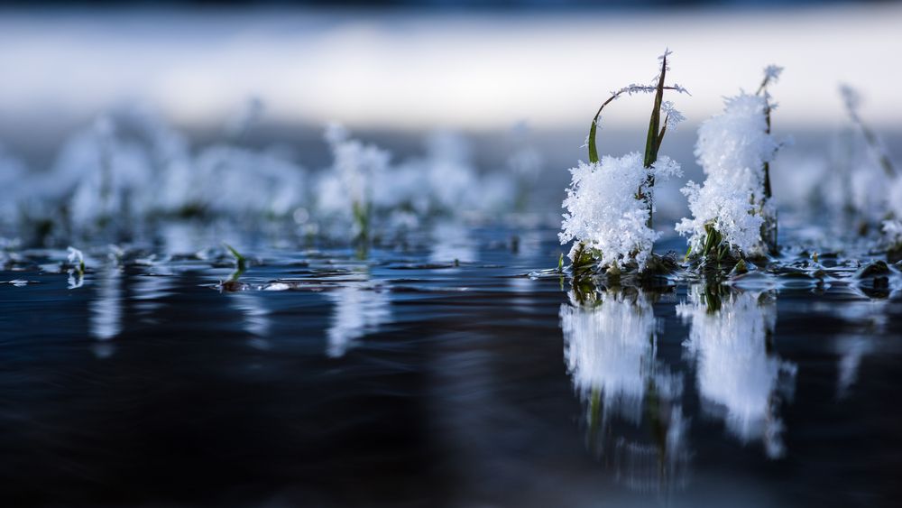 Photograph by Mark Devender