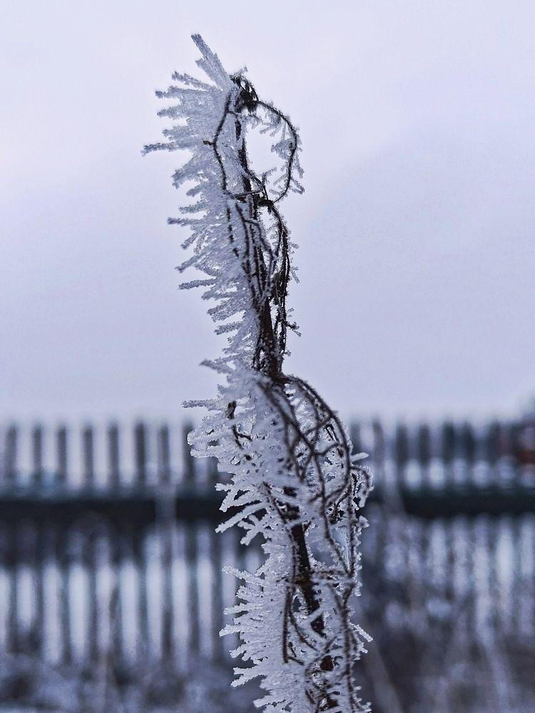 Причудливые узоры инея