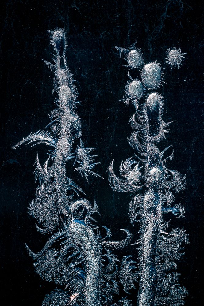 Photograph by Mark Devender