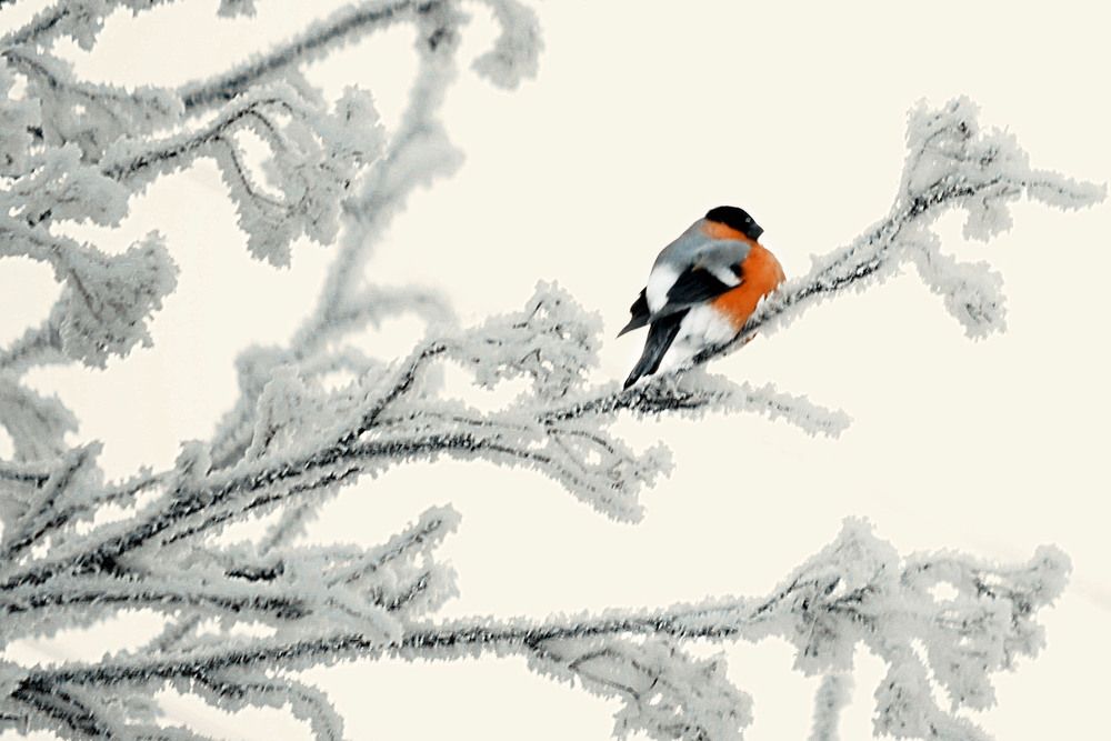 Photograph by Соколова Елена