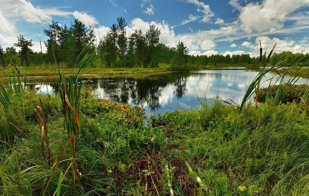 Лесное озеро