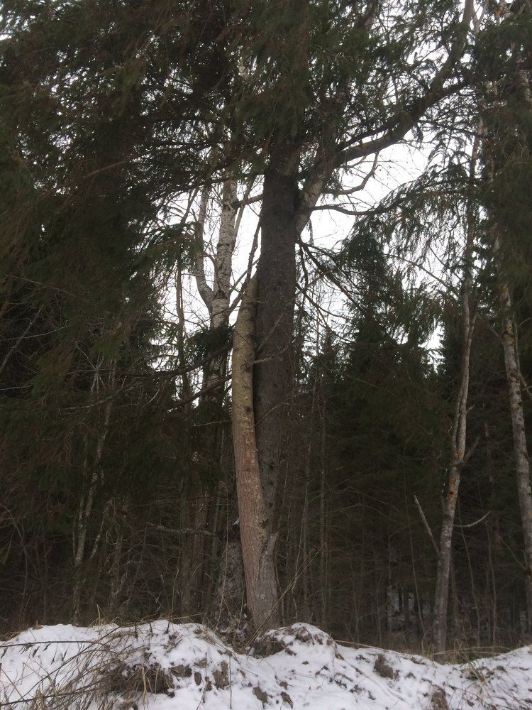 Парочка влюблённых