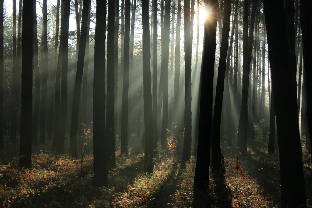 Матрица света 6.1