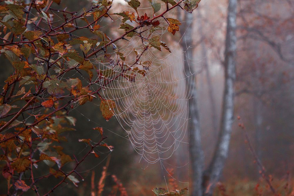Паутина осени.