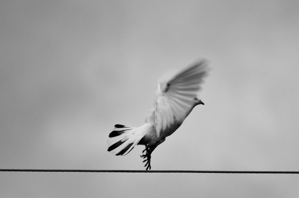 крылатый эквилибрист