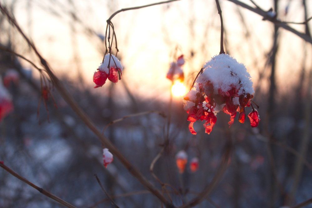 красная ягода калина