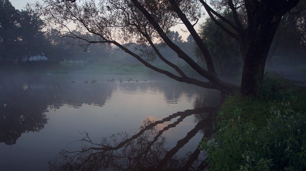 just a morning ducks