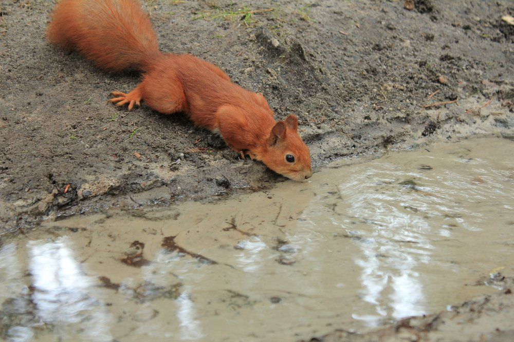 Распластавшись у ручья...