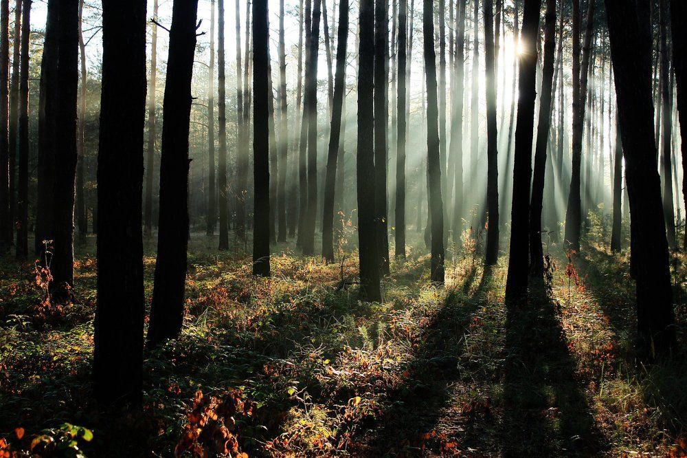 Просветление