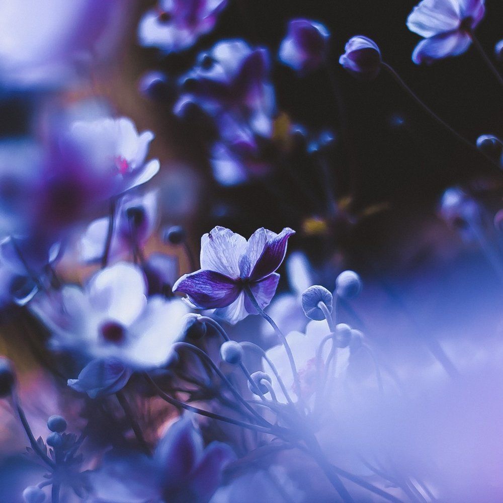 Летние цветы