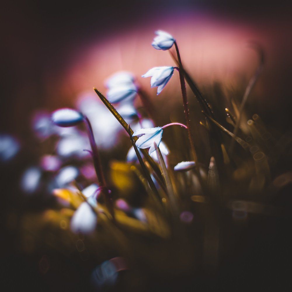 В ботаническом саду