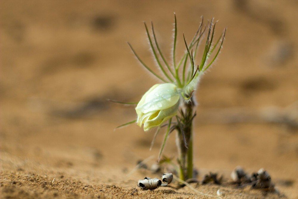 Удмуртия - цветочный край