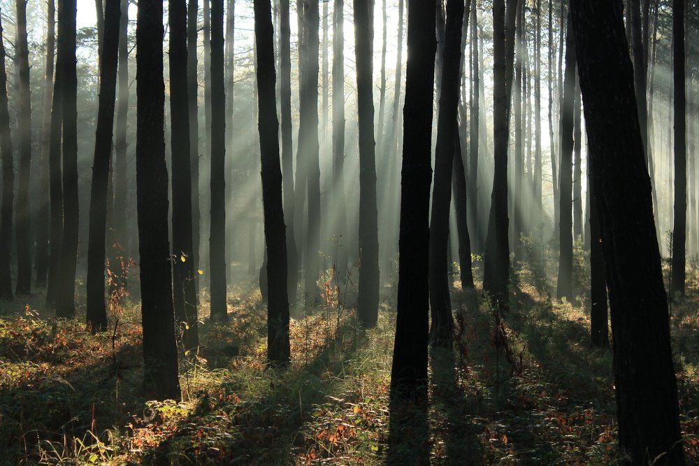 Просветление