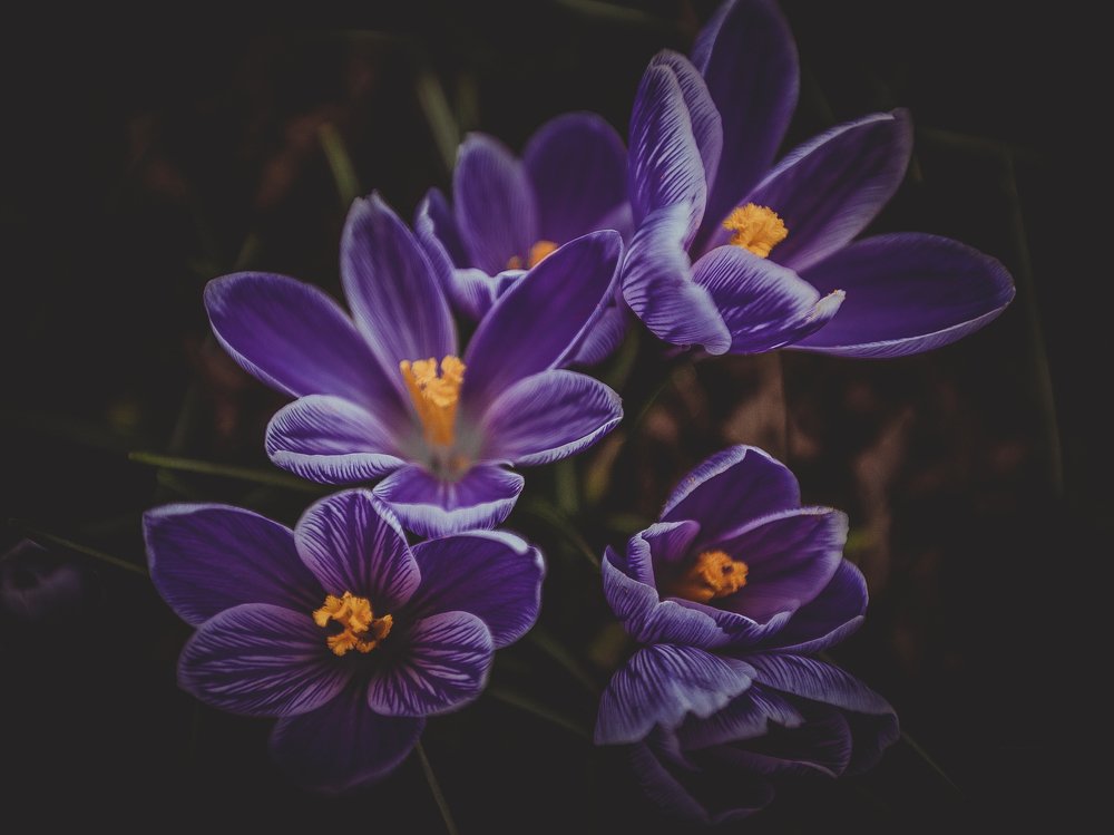 Beautiful crocuses