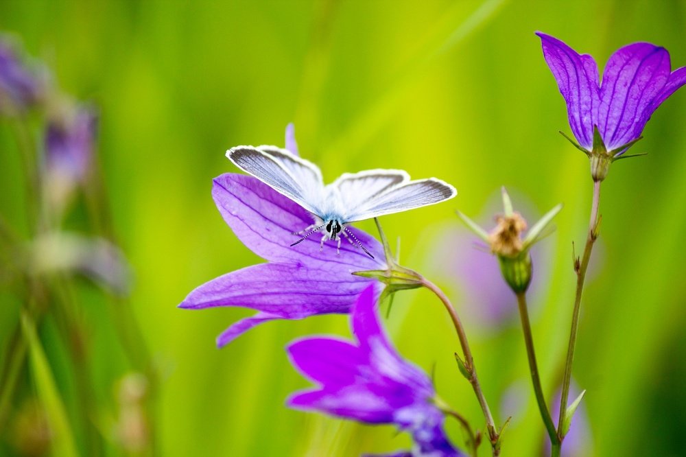 Фотография автора Ivan Sergeev