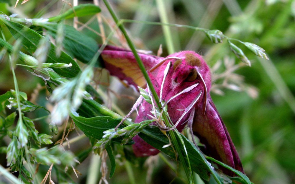 розовое чудо