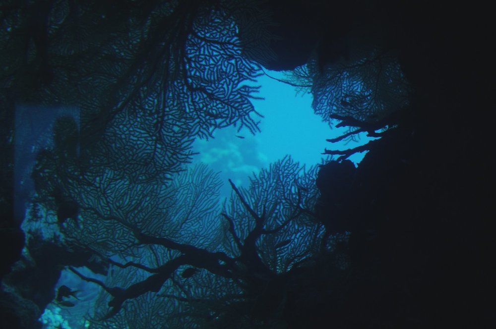 Тайны подводного мира